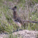 Greater Roadrunner (image by Mike Watson)