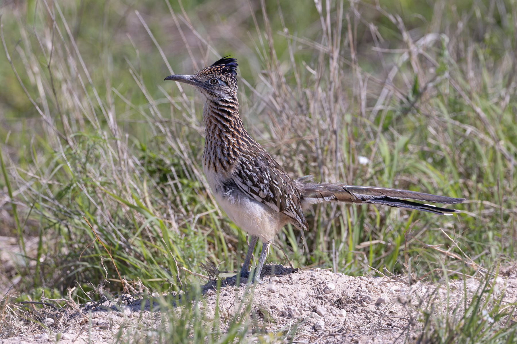 Greater Roadrunner (image by Mike Watson)