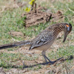 Greater Roadrunner (image by Pete Morris)