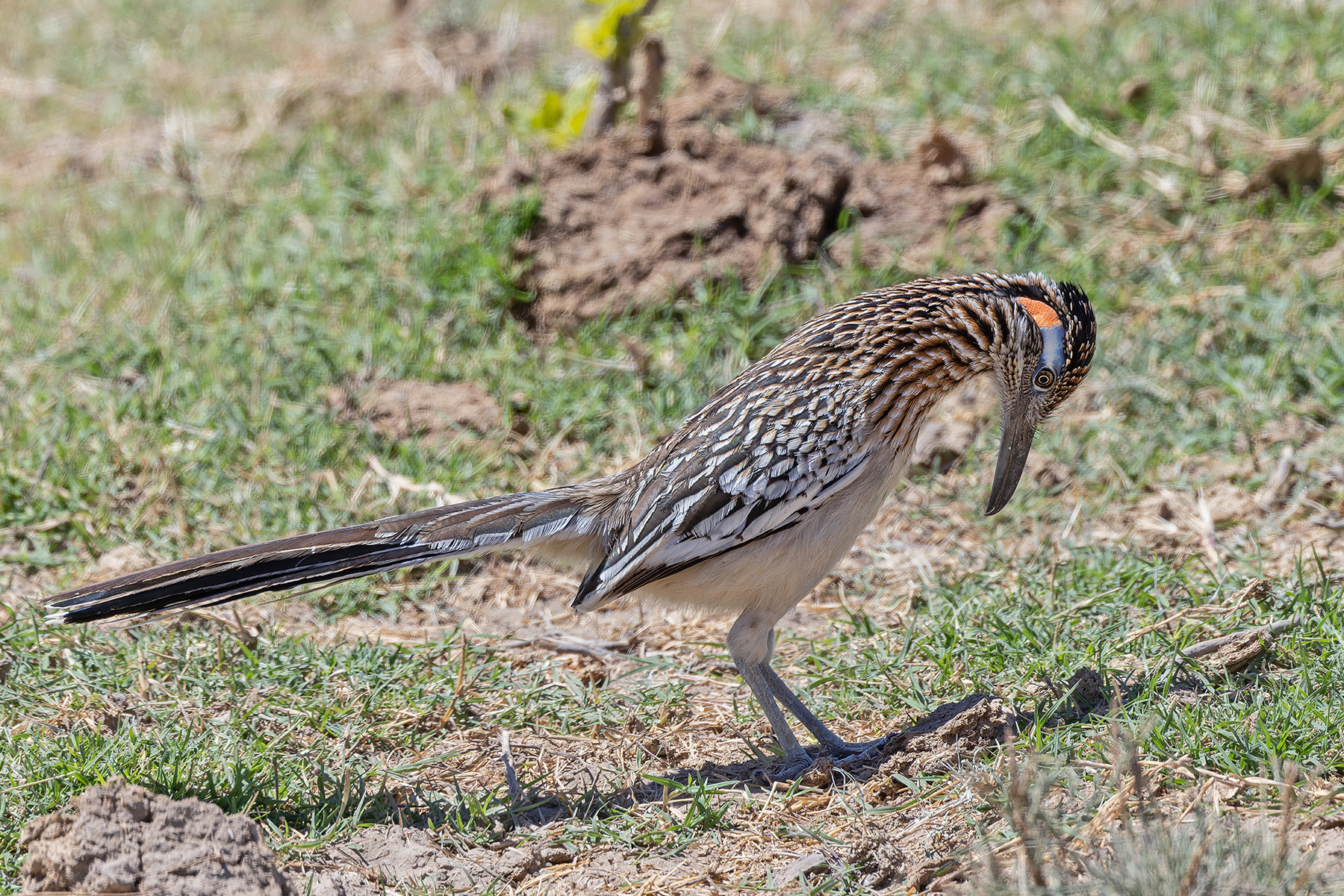 Greater Roadrunner (image by Pete Morris)