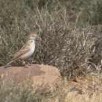 Greater Short-toed Lark (image by Sjoerd Radstaak)