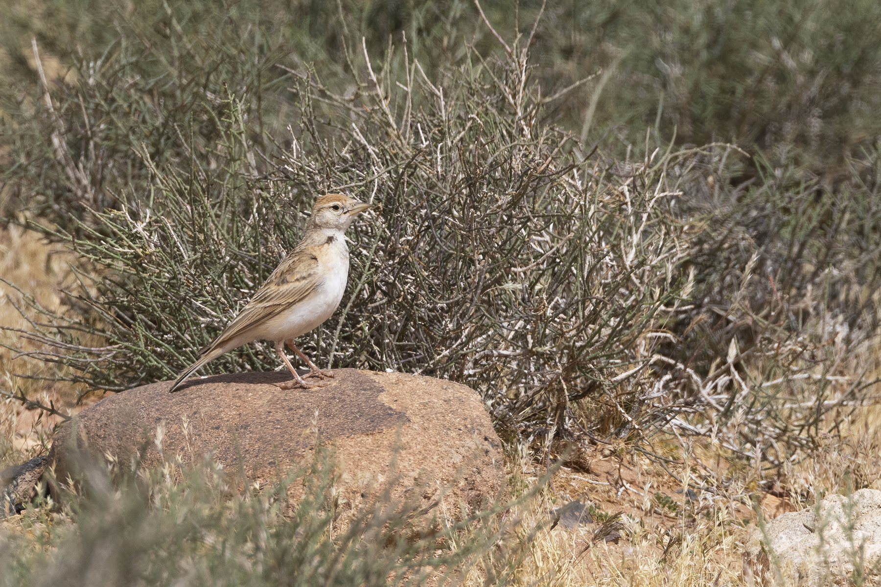 Greater Short-toed Lark (image by Sjoerd Radstaak)