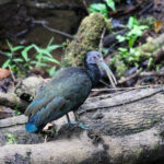 Green Ibis (Image by Fito Downs)