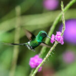 Green Thorntail (Image by Fito Downs)