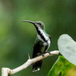 Green-breasted Mango (Image by Fito Downs)