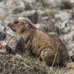 Grey Marmot (image by Mark Van Beirs)