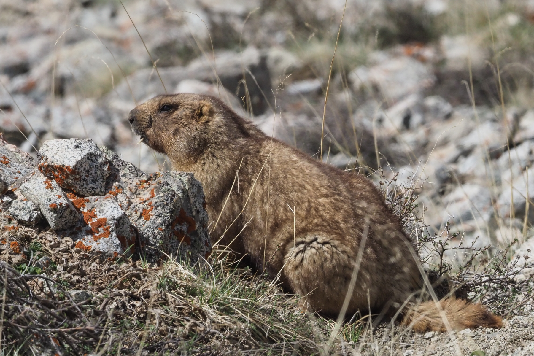 Grey Marmot (image by Mark Van Beirs)