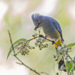 Grey Silky-Flycatcher (image by Pete Morris)