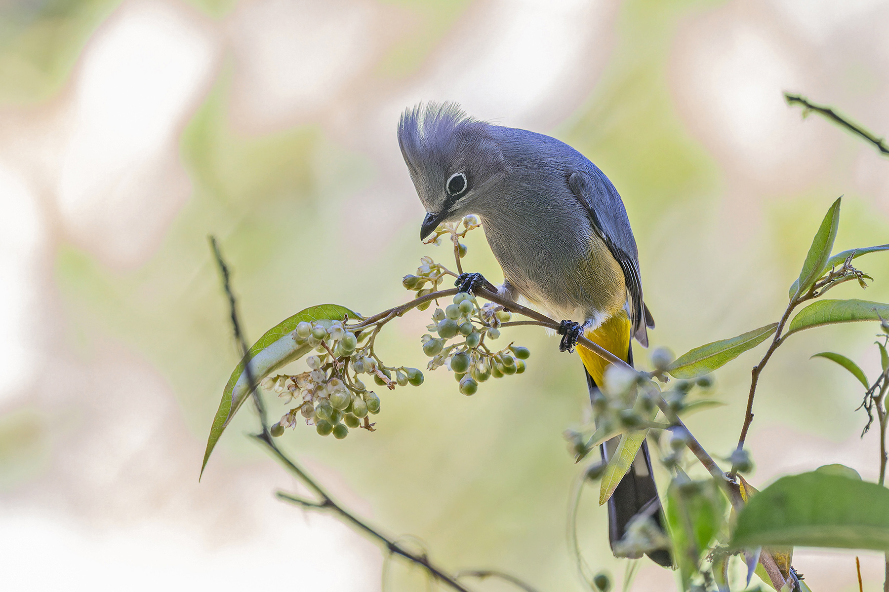 Grey Silky-Flycatcher (image by Pete Morris)