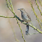 Grey Thrasher (image by Pete Morris)