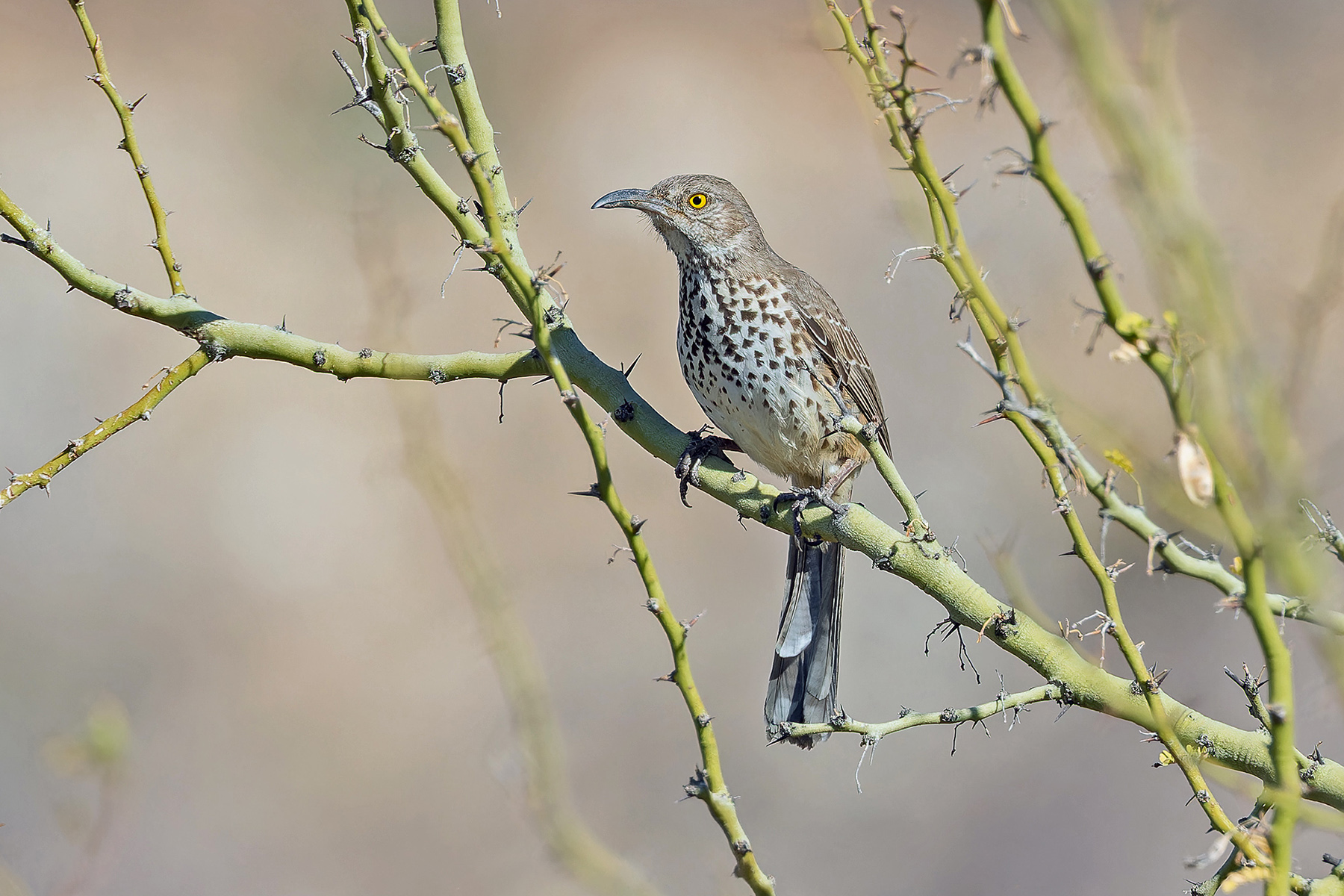 Grey Thrasher (image by Pete Morris)