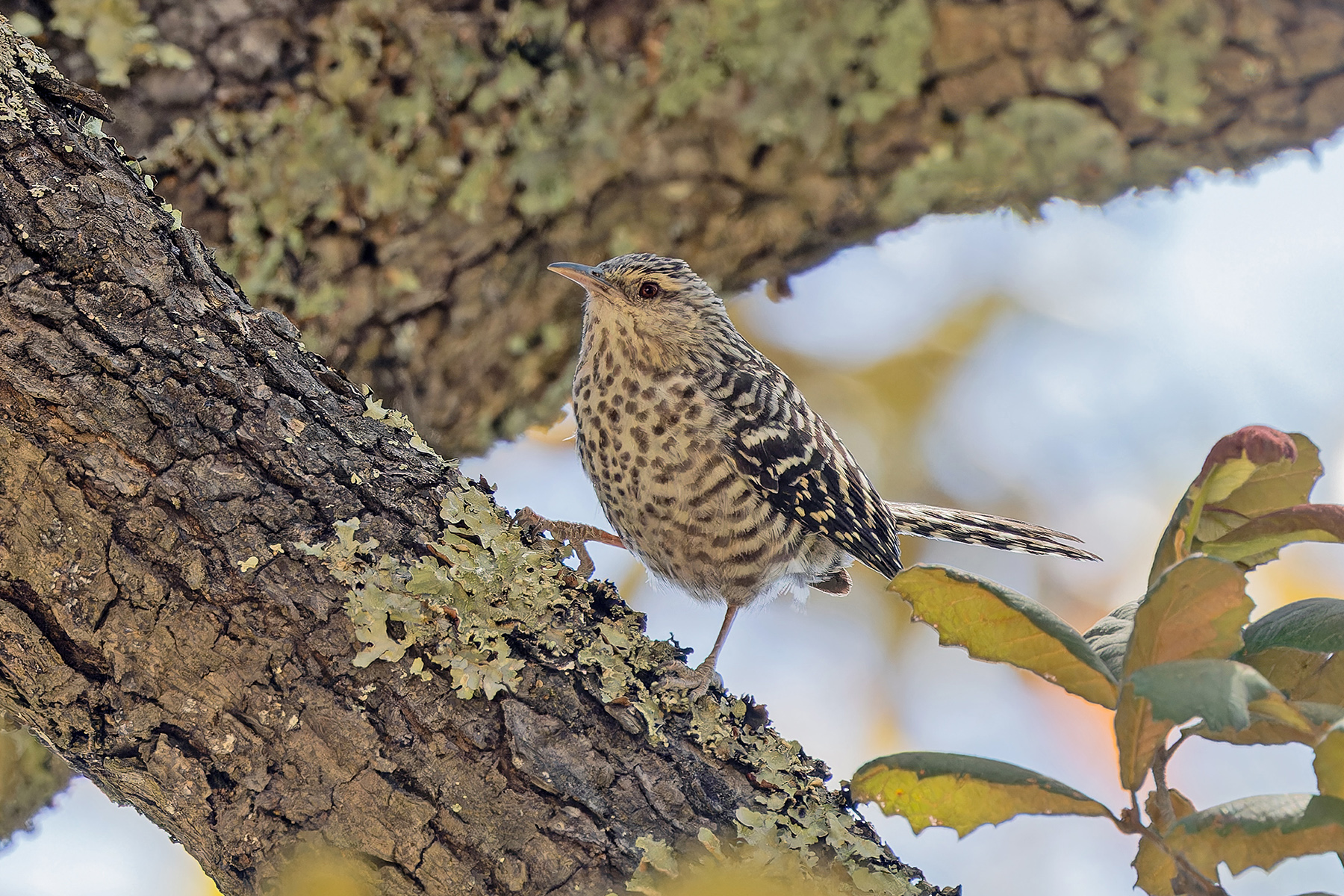 Grey-barred Wren (image by Pete Morris)