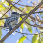 Grey-collared Becard (image by Pete Morris)