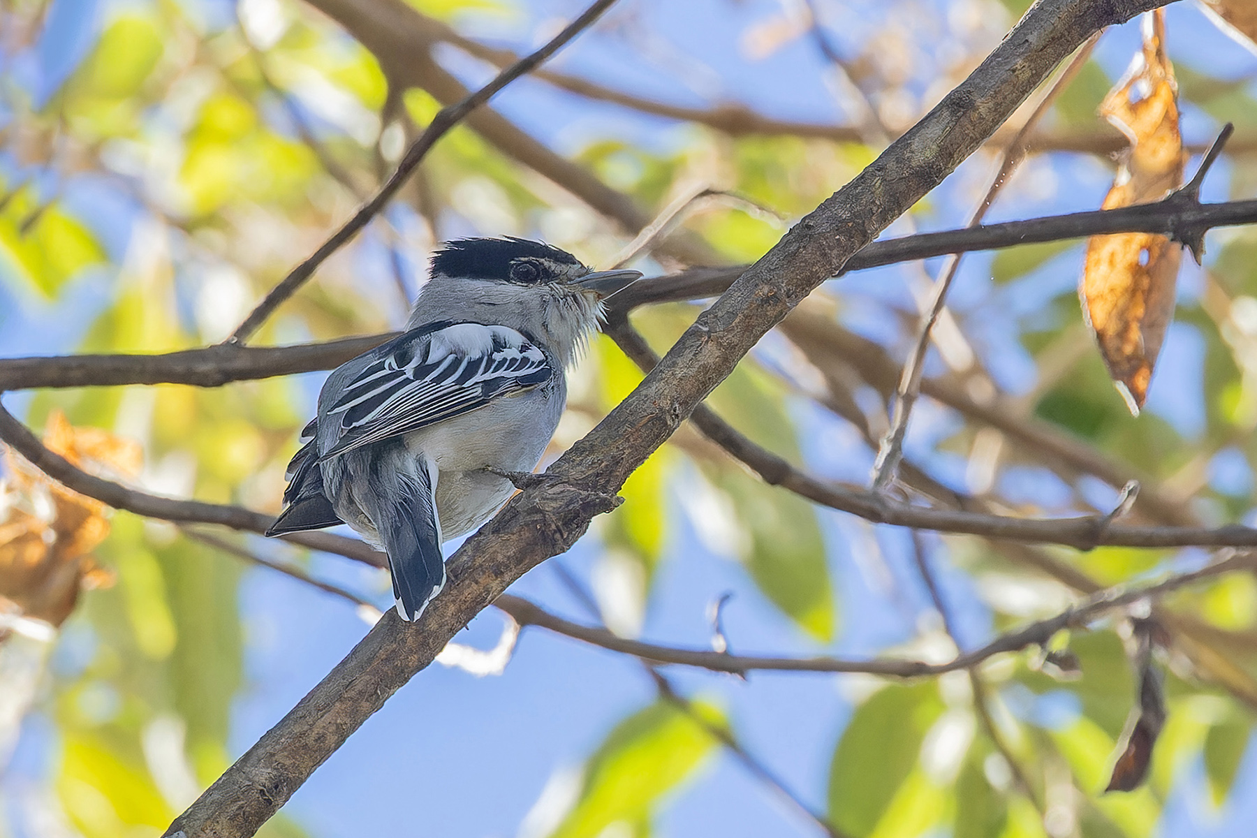 Grey-collared Becard (image by Pete Morris)
