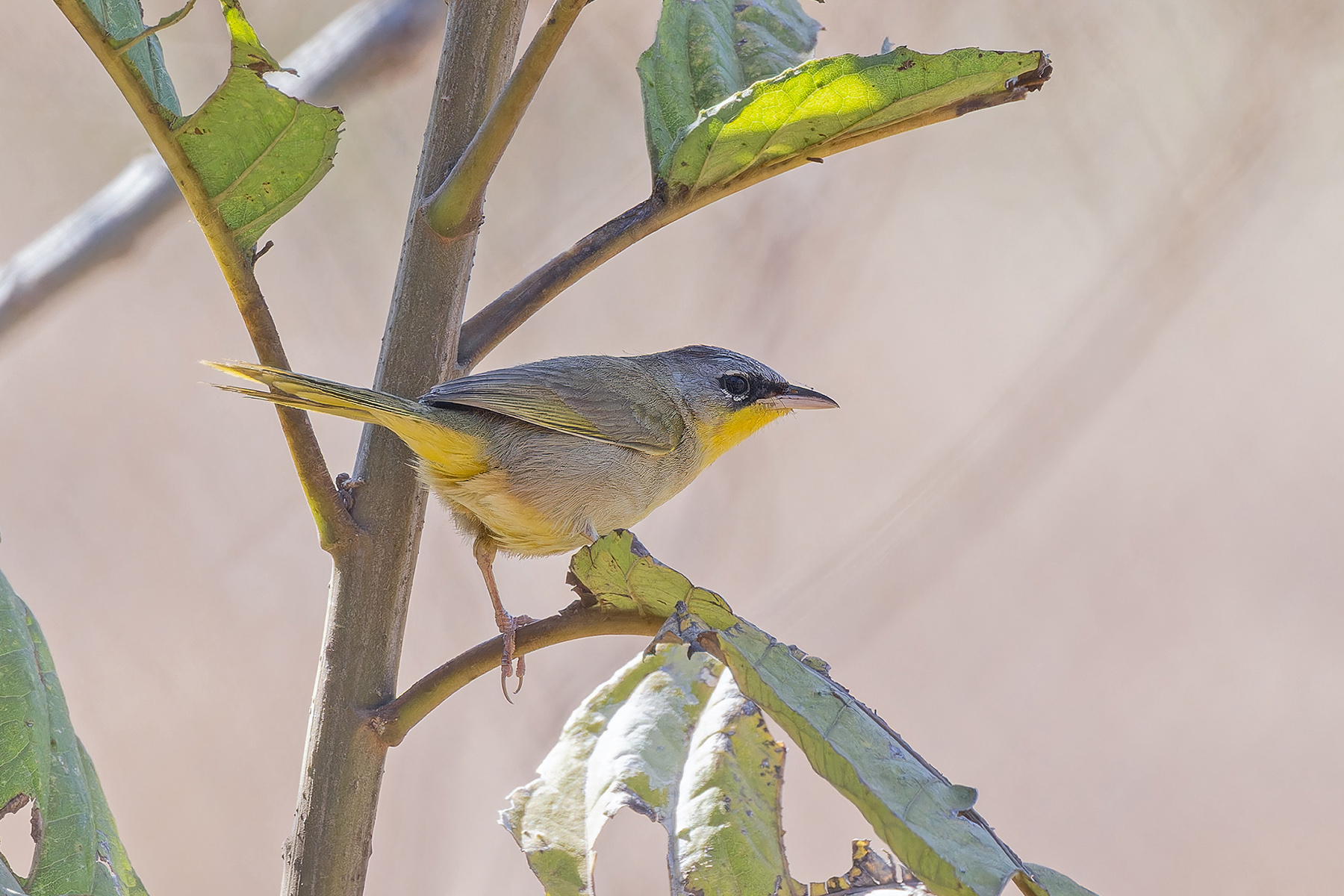 Grey-crowned Yellowthroat (image by Pete Morris)