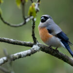 Grey-headed Bullfinch (image by Simon Mitchell)