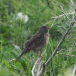 Grey-necked Bunting (image by Mark Van Beirs)