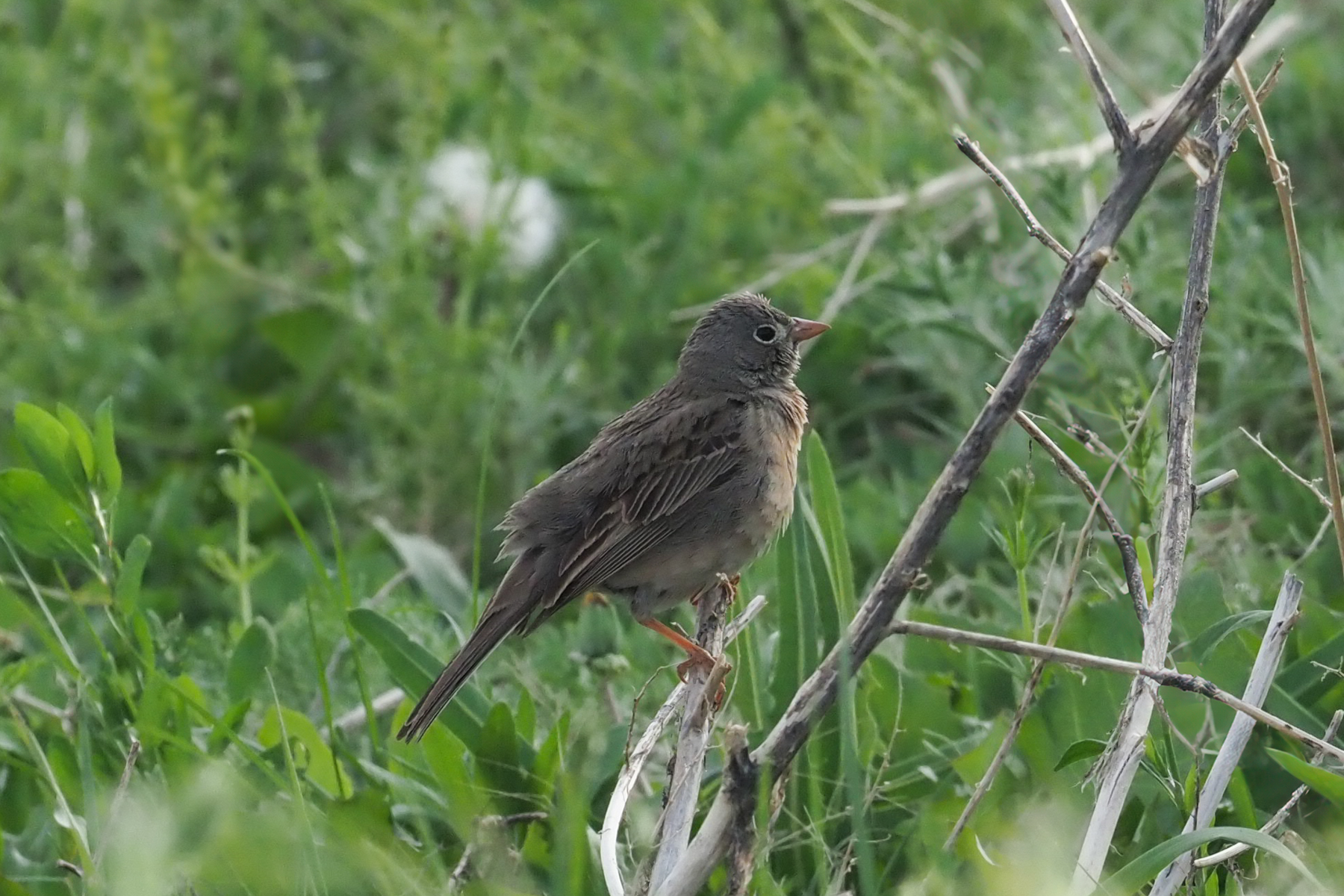 Grey-necked Bunting (image by Mark Van Beirs)