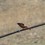 Güldenstädt's Redstart (image by Mark Van Beirs)