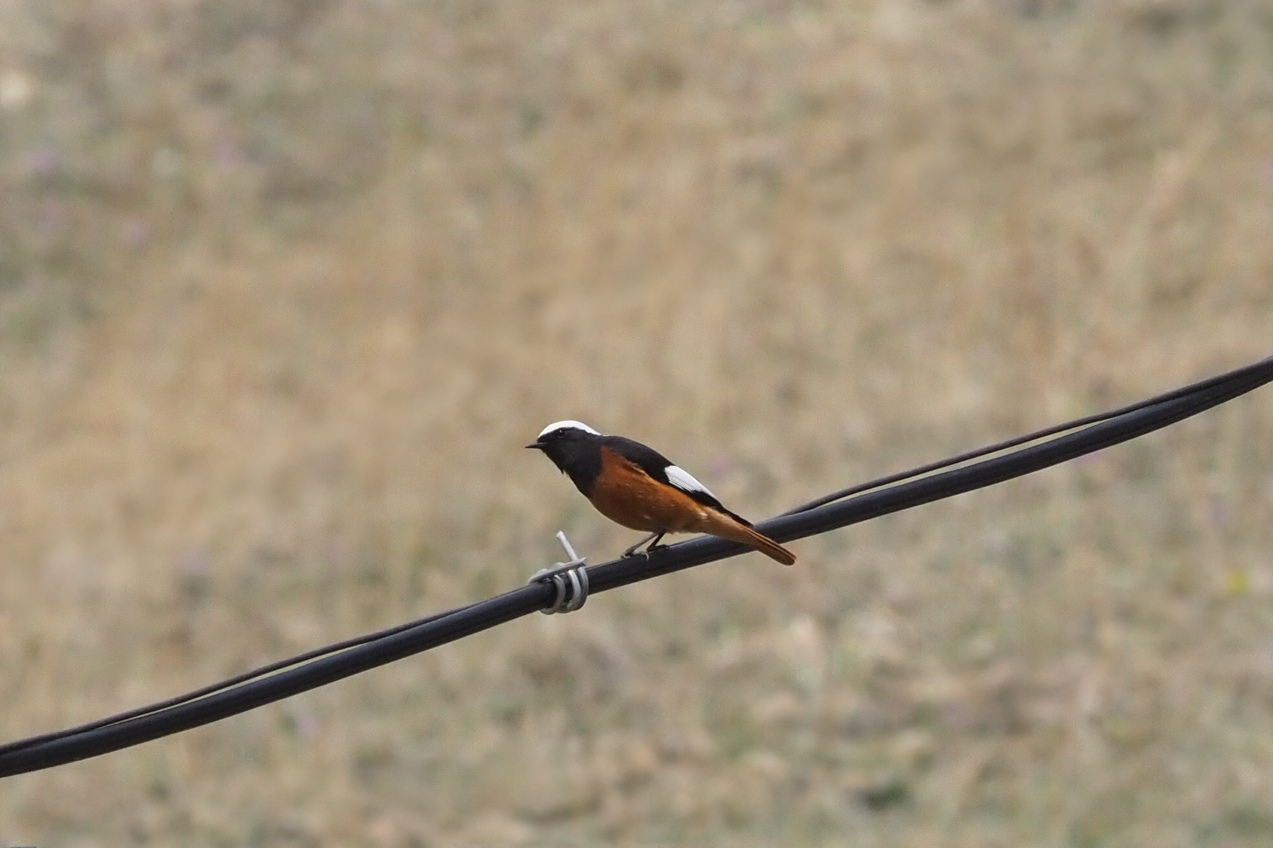 Güldenstädt's Redstart (image by Mark Van Beirs)
