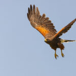 Harris's Hawk (image by Mike Watson)