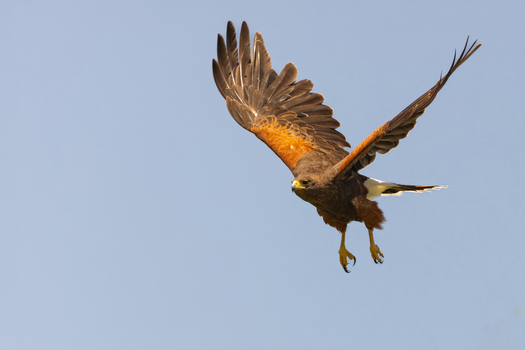 Harris's Hawk (image by Mike Watson)