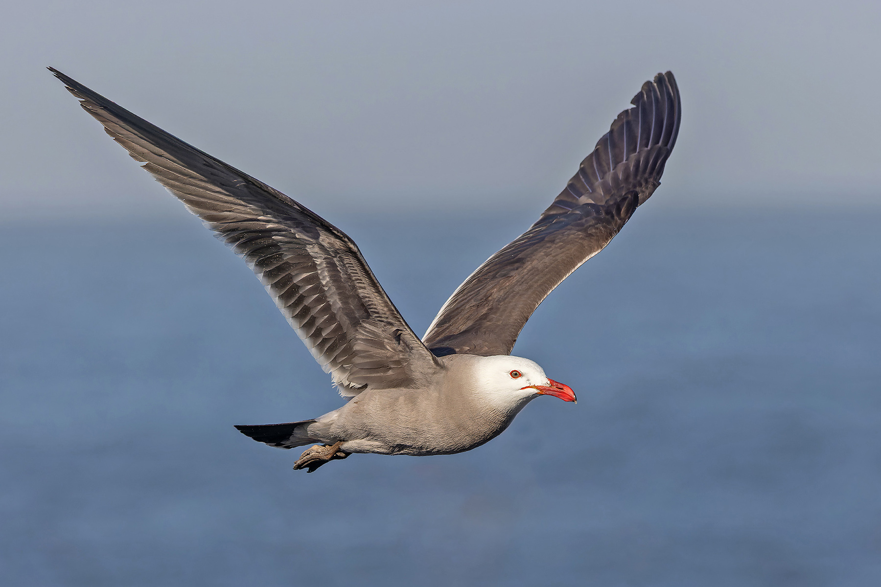 Heermann's Gull (image by Pete Morris)