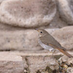 Hermit Thrush (image by Mike Watson)