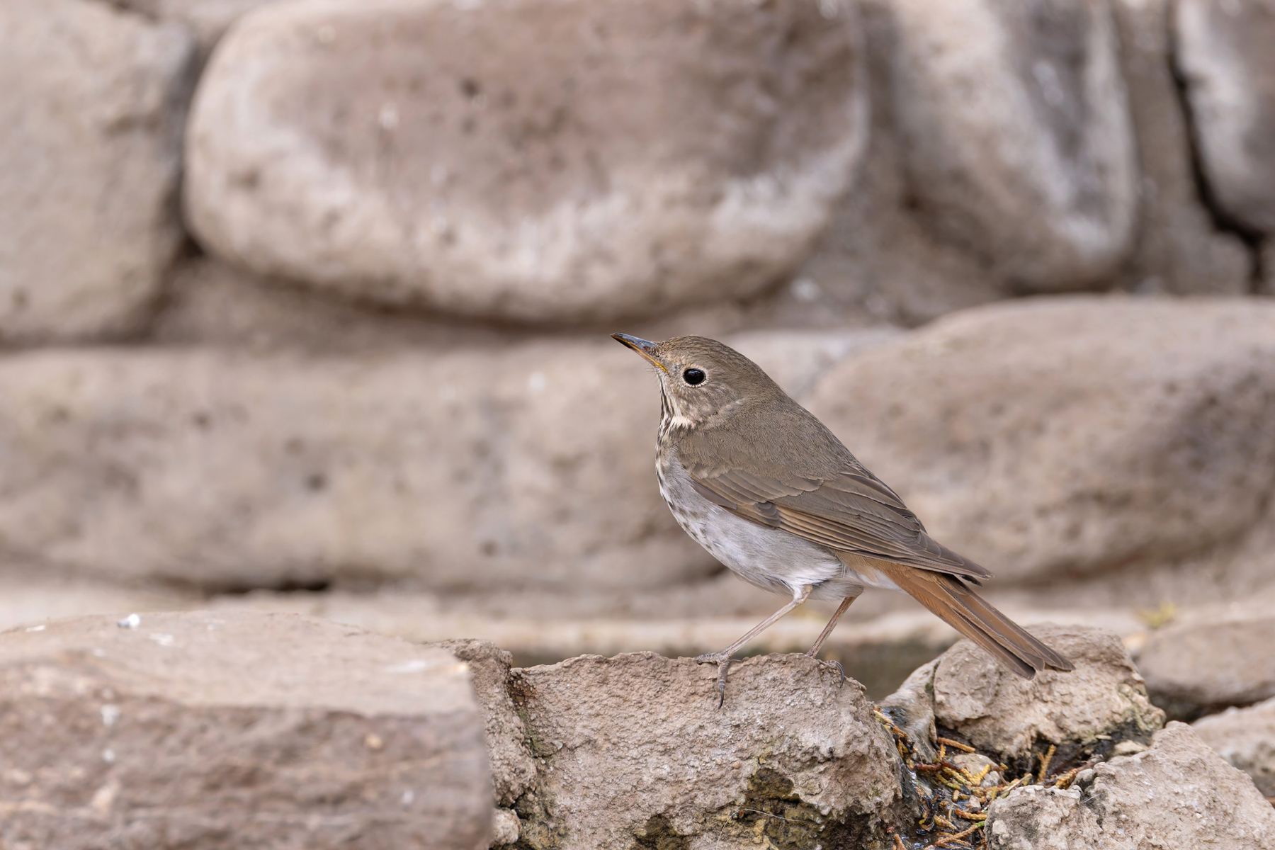 Hermit Thrush (image by Mike Watson)