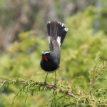Himalayan Rubythroat (image by Mark Van Beirs)