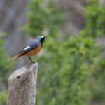 Hodgson's Redstart (image by Simon Mitchell)