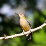 Hoffman's Woodpecker (image by Fito Downs)