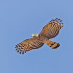 Hook-billed Kite (image by Pete Morris)