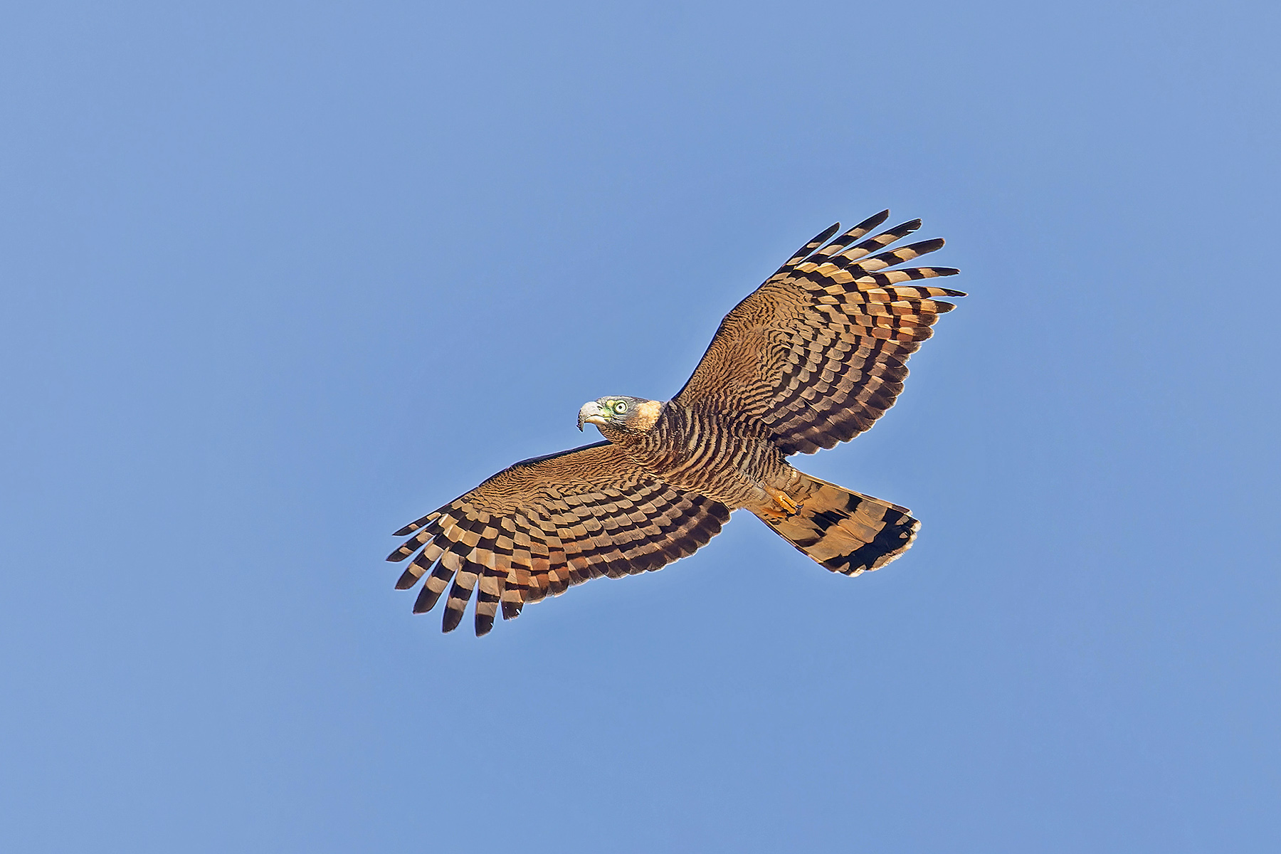 Hook-billed Kite (image by Pete Morris)