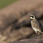 Horned Lark (image by Sjoerd Radstaak)