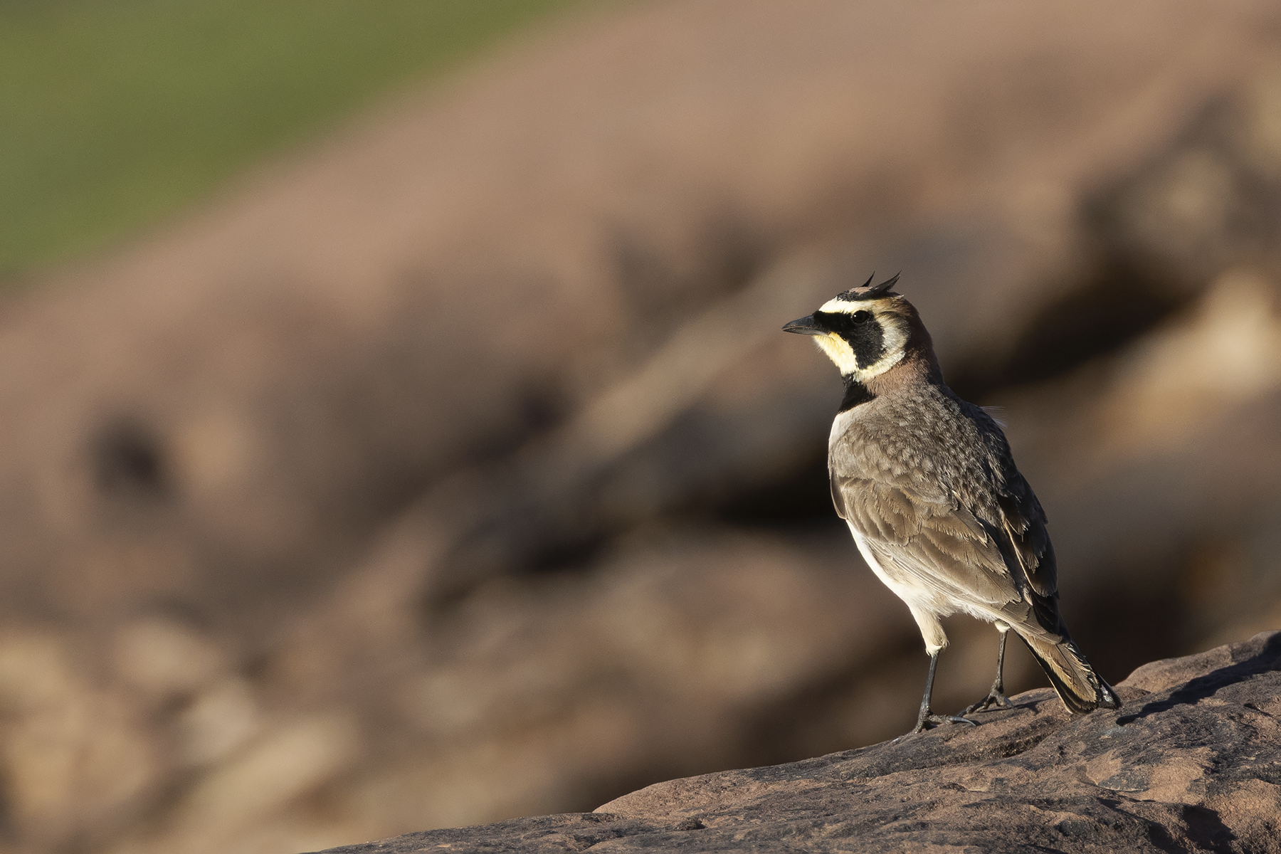 Horned Lark (image by Sjoerd Radstaak)