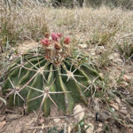 Horse Crippler Cactus (image by Mike Watson)