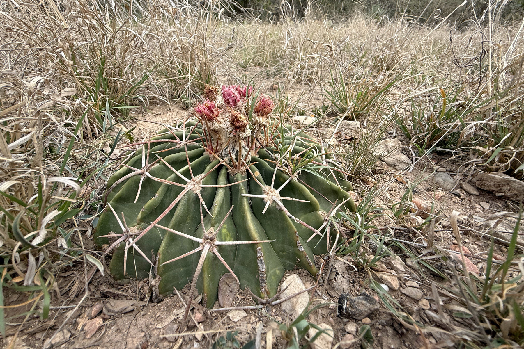 Horse Crippler Cactus (image by Mike Watson)
