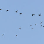 Hudsonian Godwit (image by Mike Watson)