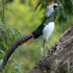Lady Amherst's Pheasant (image by Simon Mitchell)