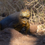 Land Iguana (image by Mike Watson)