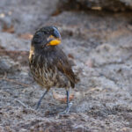 Large Ground Finch (image by Mike Watson)