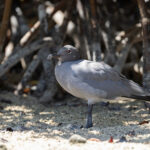 Lava Gull (image by Mike Watson)