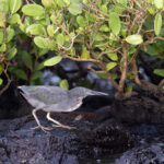 Lava Heron (image by Mike Watson)
