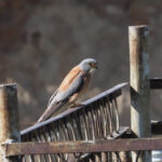 Lesser Kestrel (image by Mark Van Beirs)
