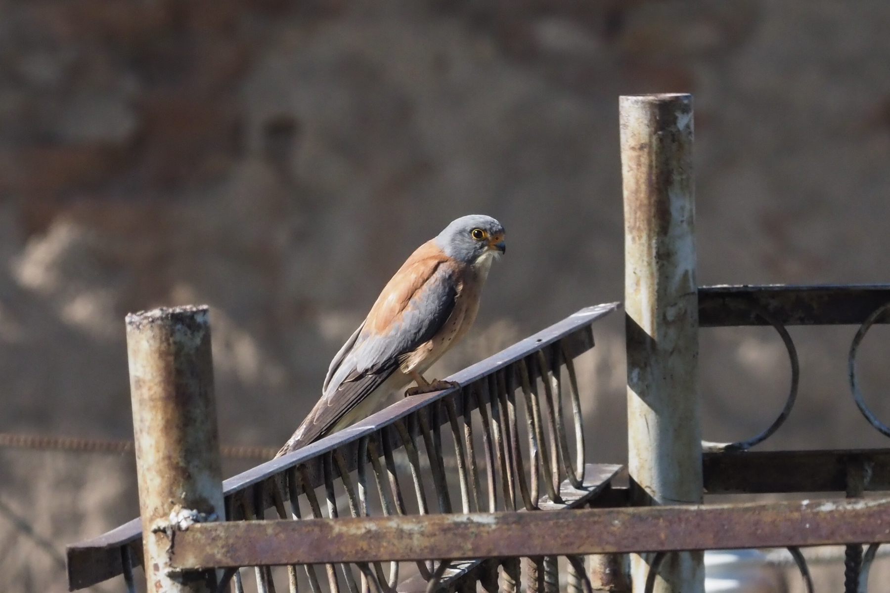 Lesser Kestrel (image by Mark Van Beirs)