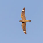 Lesser Nighthawk (image by Pete Morris)
