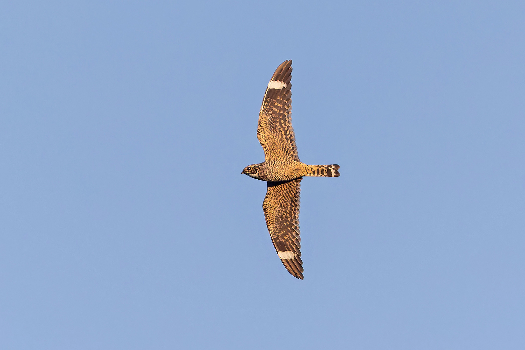 Lesser Nighthawk (image by Pete Morris)