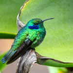 Lesser Violetear (Image by Fito Downs)