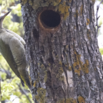 Levaillant's Woodpecker (image by Sjoerd Radstaak)